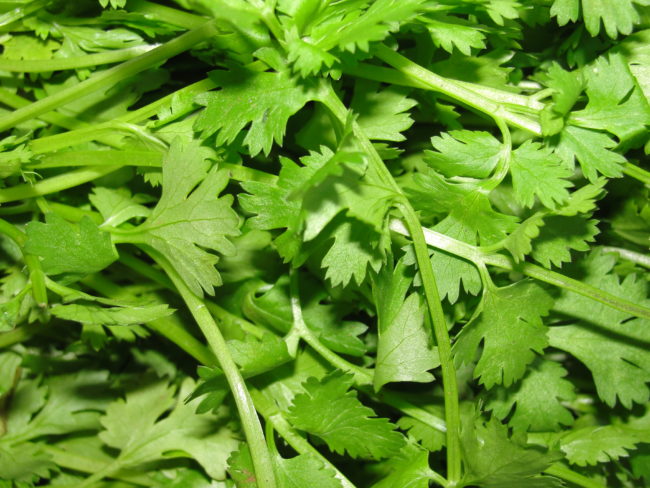 A_scene_of_Coriander_leaves