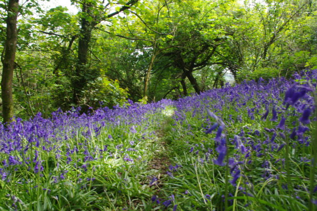 14363864793_31051df27e_o (1)